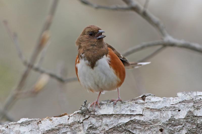 Eastern towhee.