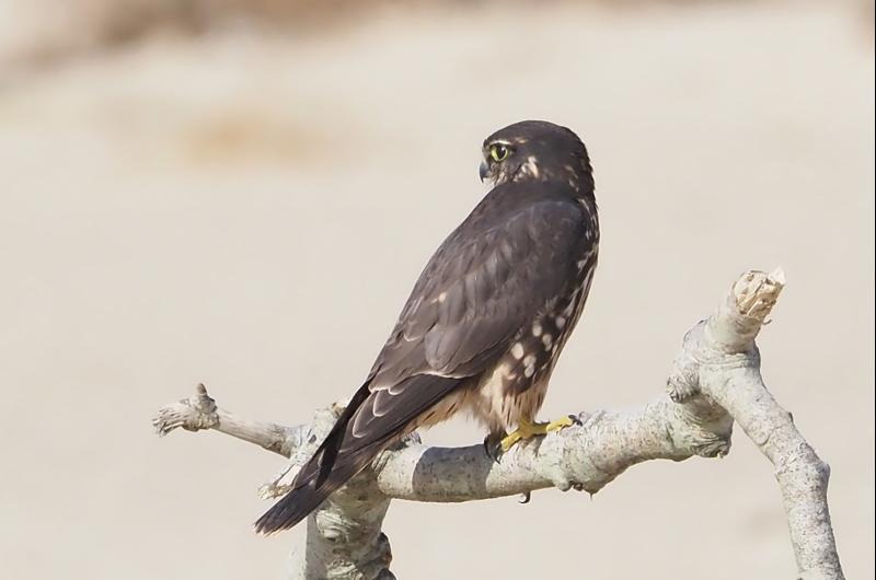Merlin.