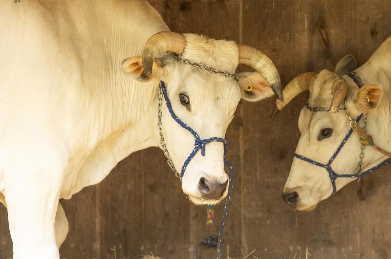 Happy cows in the barn.