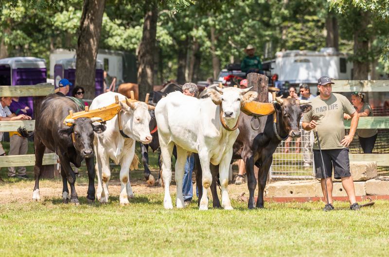 Getting ready to show their best.