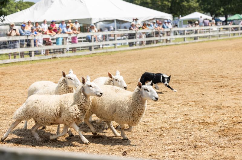 Keeping order in the ring.