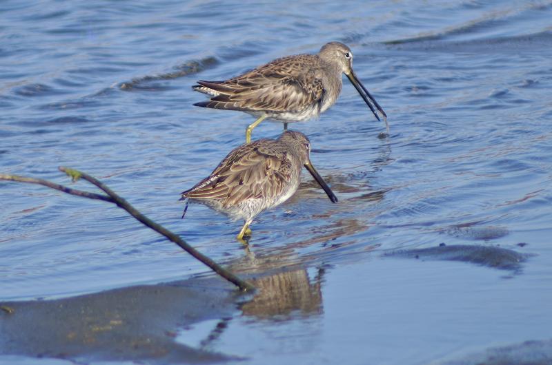 Long-billed dowitcher.