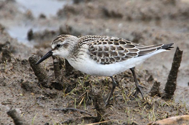 Semi-palmated plover.