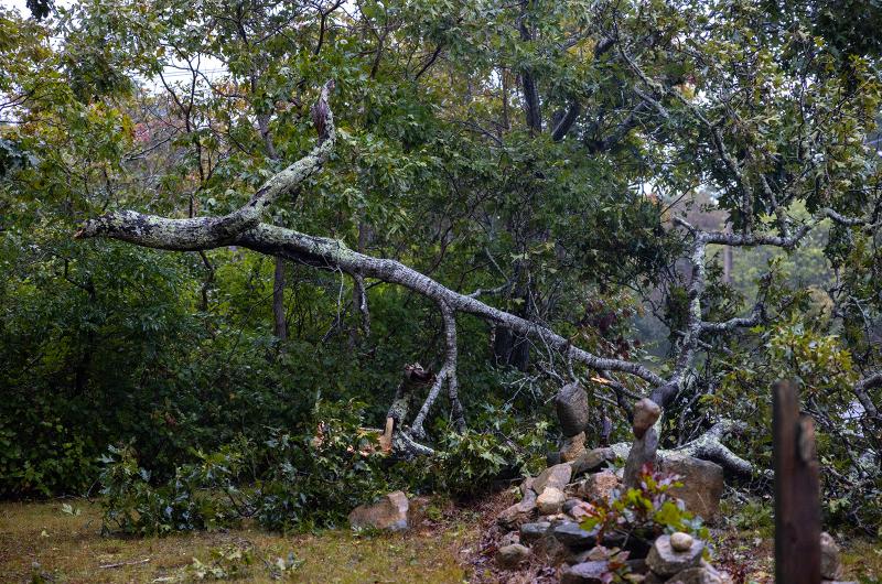 Down trees on Chappy,