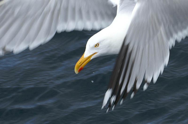 Herring Gull