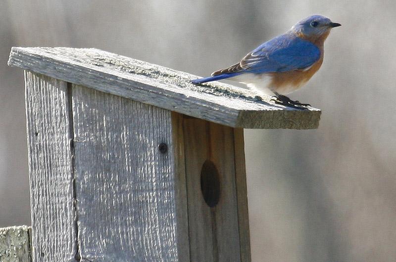 The Vineyard Gazette - Martha's Vineyard News | Bird Sightings on ...