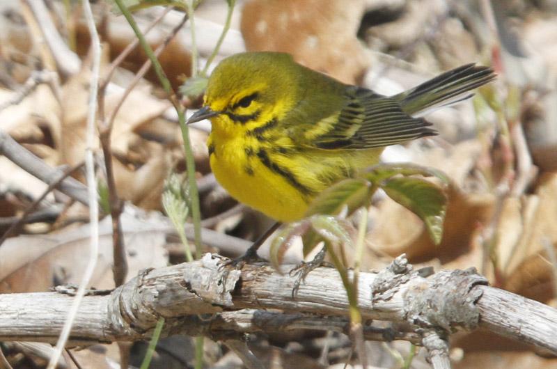  Vineyard News | Bird Sightings on Martha's Vineyard: August 2016