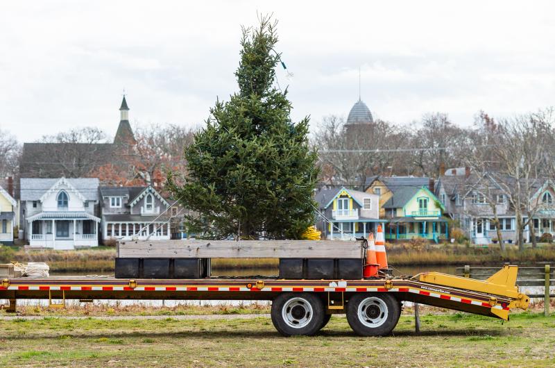 The tree is ready to go into Sunset Lake in Oak Bluffs.