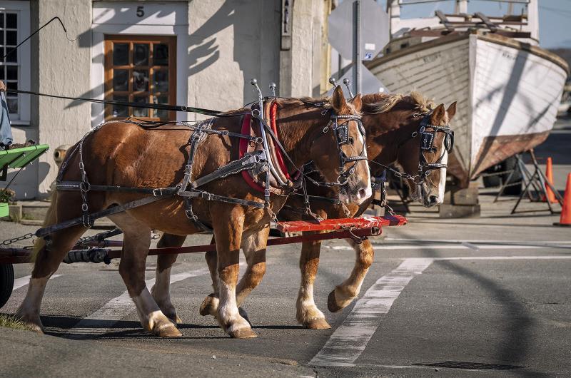 Horse-drawn carriage rides in Vineyard Haven.