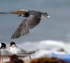 black tern