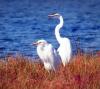 egrets