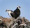 Ospreys