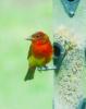 summer tanager bird