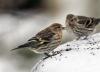 pine siskins