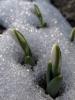 snowdrops