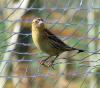 Bobolink