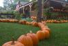 pumpkins