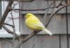 canary