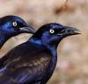 grackles