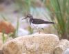 sandpiper