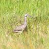 Whimbrel