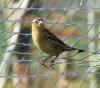 Bobolink