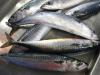 Atlantic mackerel