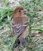 blue grosbeak bird