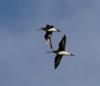 hudsonian godwits