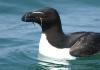 razorbill