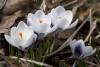 crocuses