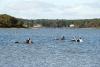 Sengekontacket Pond scallopers