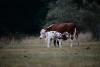 cows