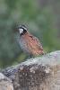 bobwhite