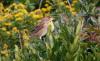 dickcissal