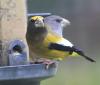 evening grosbeak