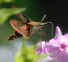 hummingbird clearwing sphinx