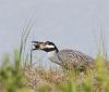 night heron