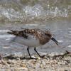 sanderling