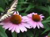 coneflower