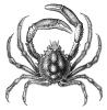 spider crab