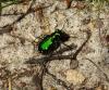 tiger Beetle sand