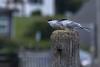 terns