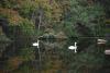 swans on Sengekontacket Pond, Martha's Vineyard 