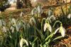 Snowdrops