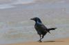 common grackle