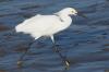 Snowy Egret 