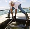 Jack Blake oyster farm