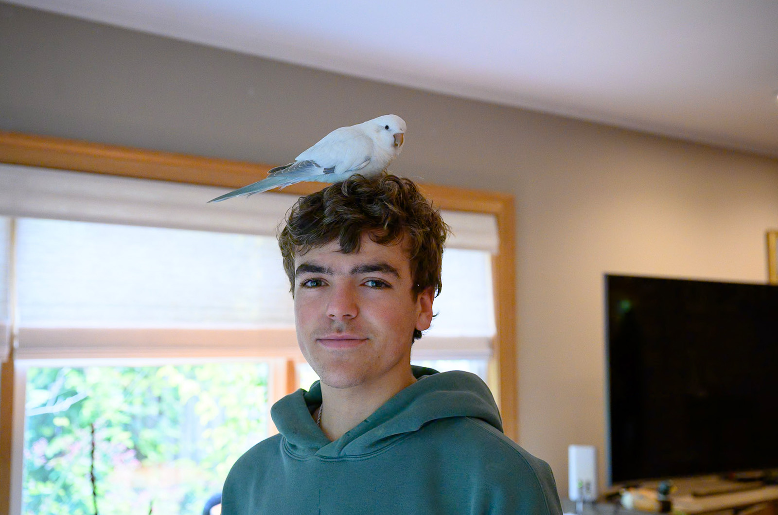 Pet Parrot Escape Has a Happy Ending